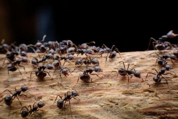 Ant control in Charlotte, NC