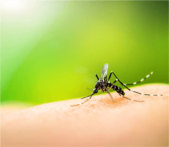 Mosquito Defense System