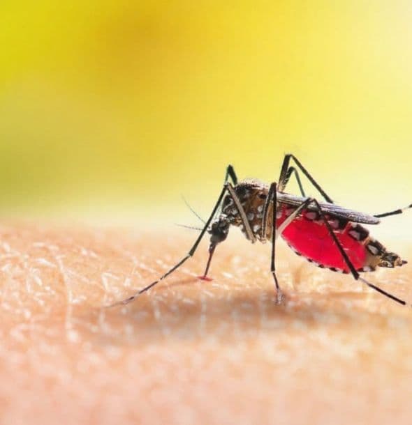 Mosquito control in Albemarle, NC